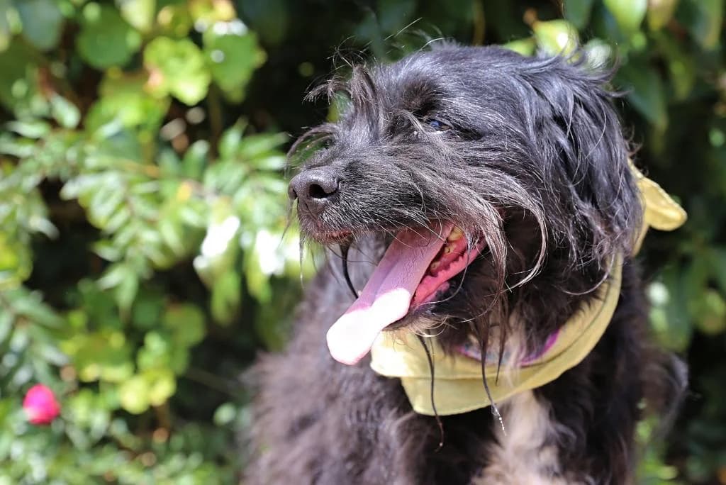 PETIFYC10327 photo 5