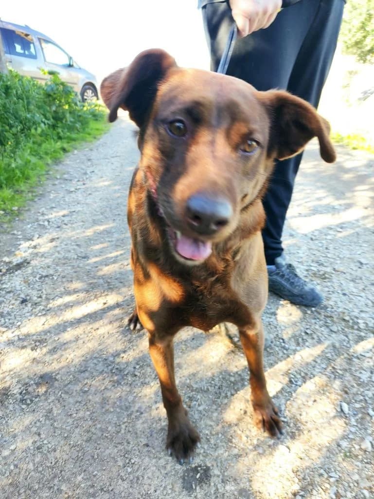 PETIFYC10328 photo 2