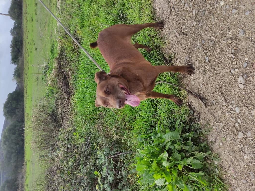 PETIFYC10328 photo 6