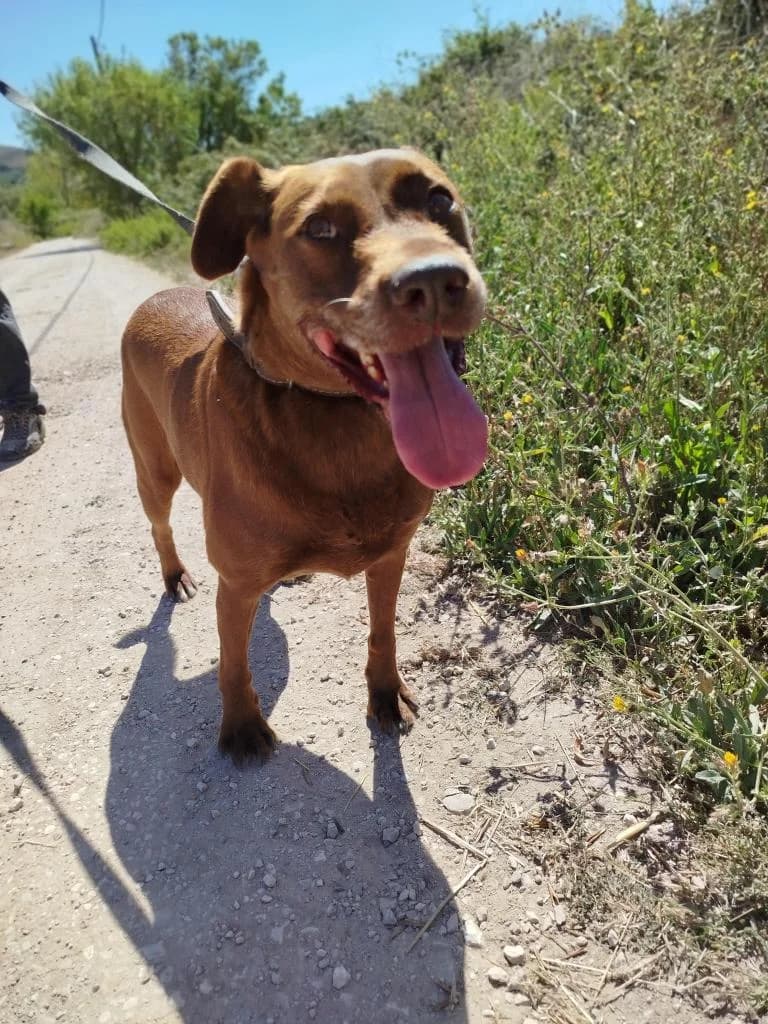 PETIFYC10328 photo 7