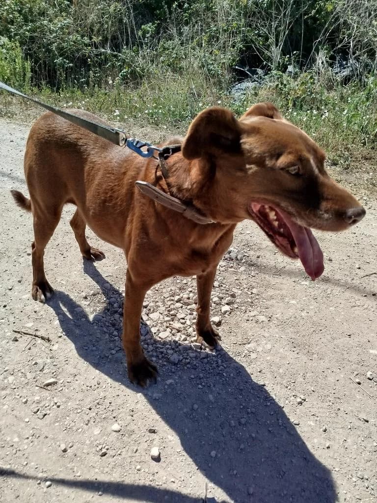 PETIFYC10328 photo 8