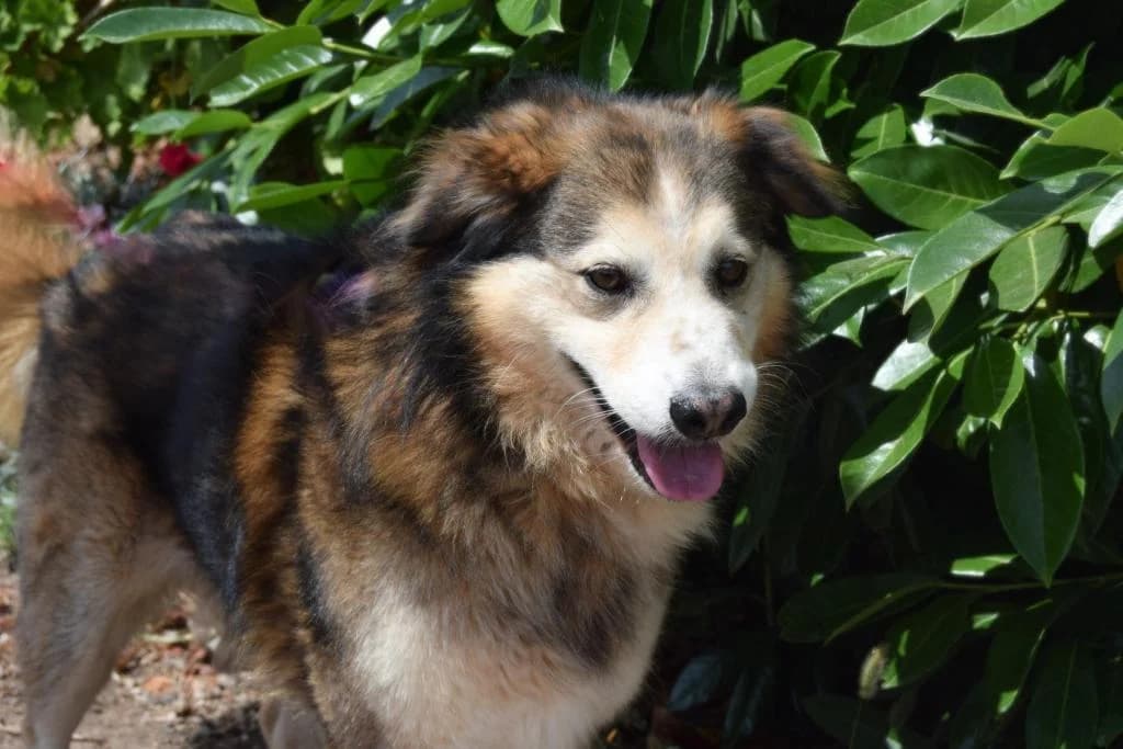 PETIFYC10329 photo 7