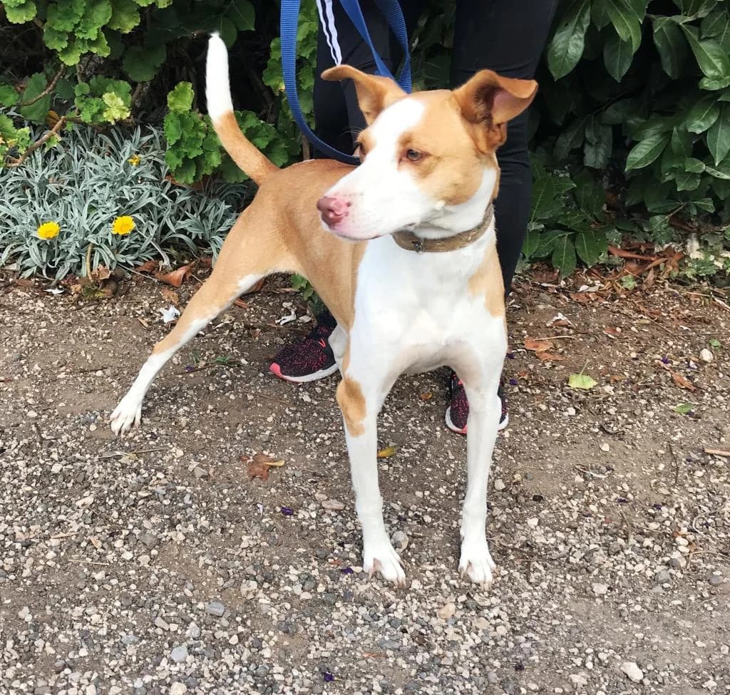 PETIFYC10331 photo 2