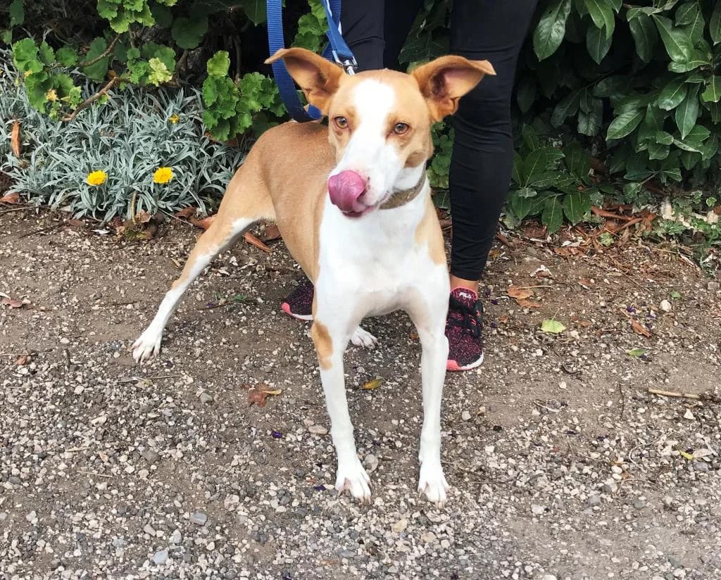 PETIFYC10331 photo 3