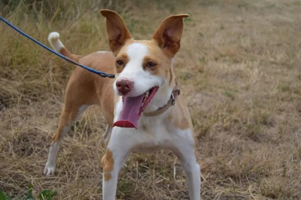 PETIFYC10331 photo 7