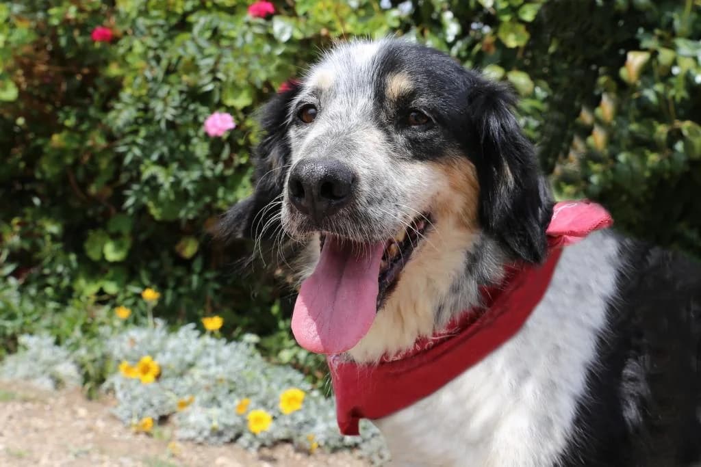 PETIFYC10332 photo 5