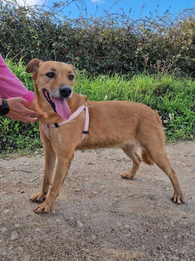 PETIFYC10334 photo 6