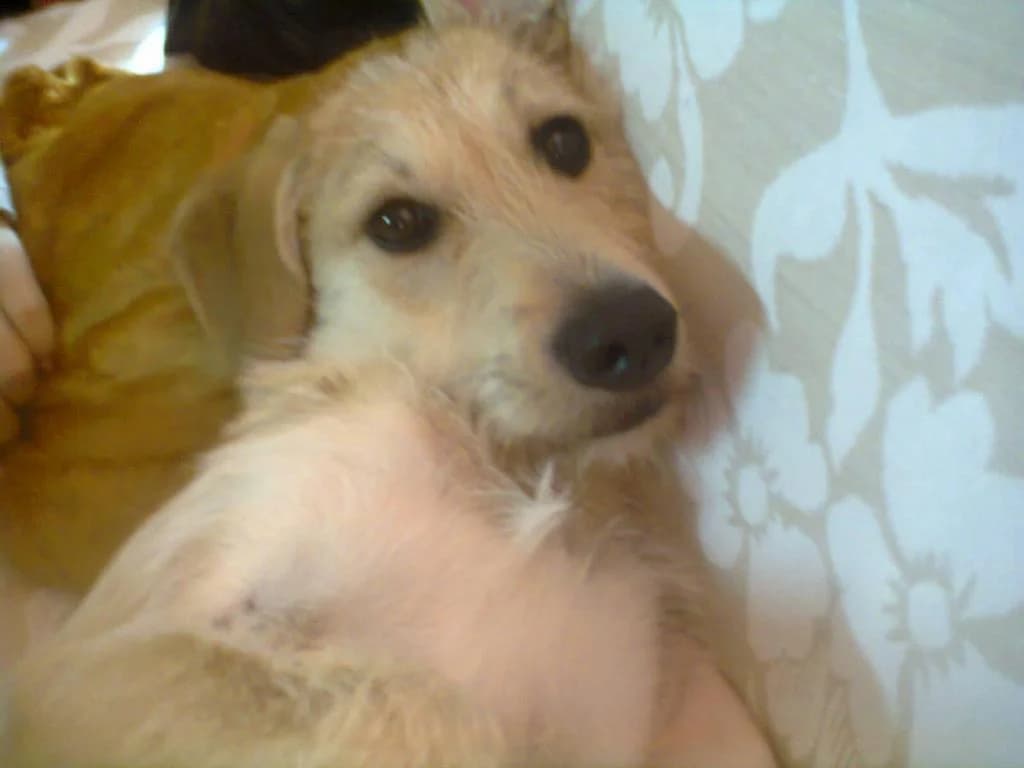 PETIFYC10335 photo 8