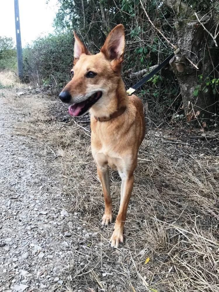 PETIFYC10336 photo 4