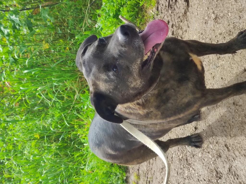 PETIFYC10336 photo 8