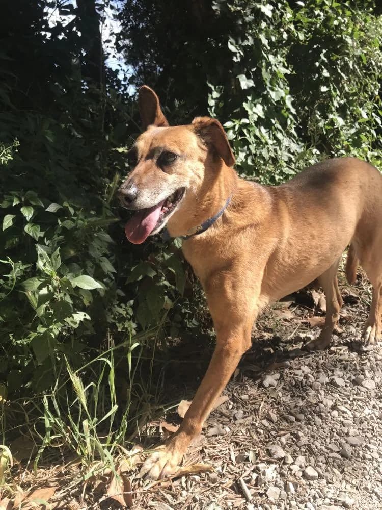 PETIFYC10337 photo 4