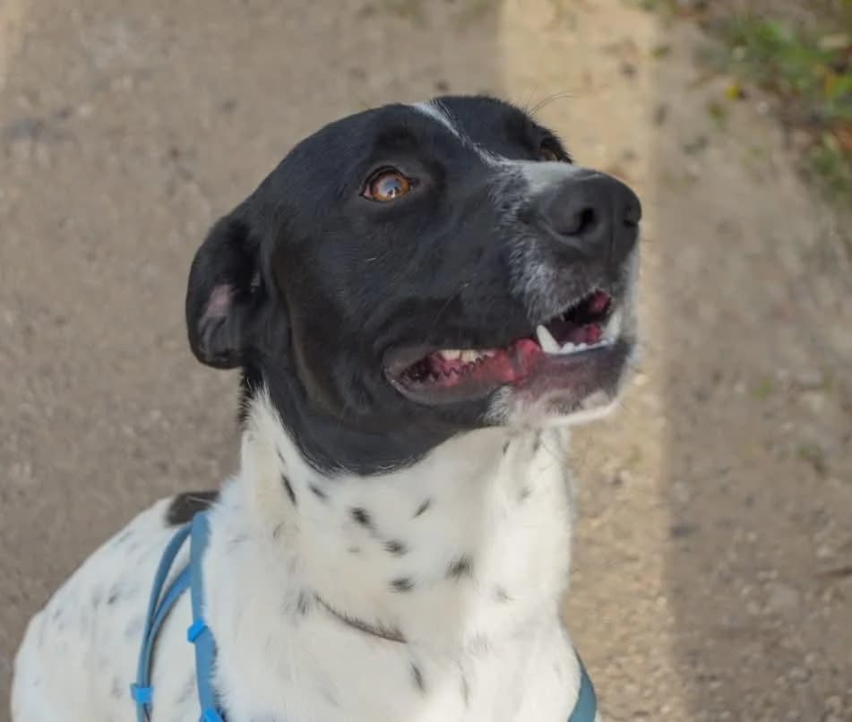 PETIFYC10338 photo 5