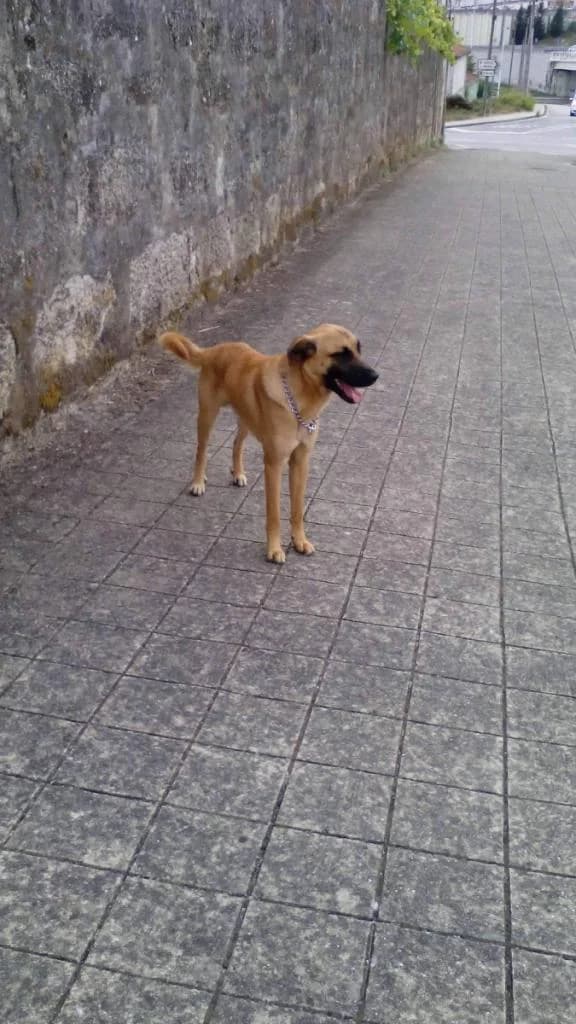 PETIFYC10339 photo 7