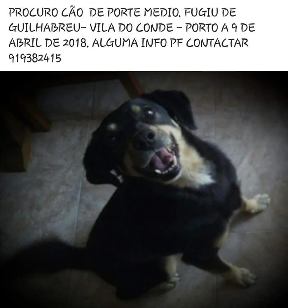 PETIFYC10340 photo 8