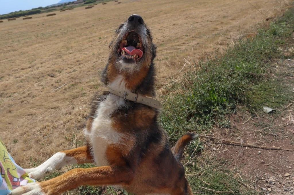 PETIFYC10341 photo 3