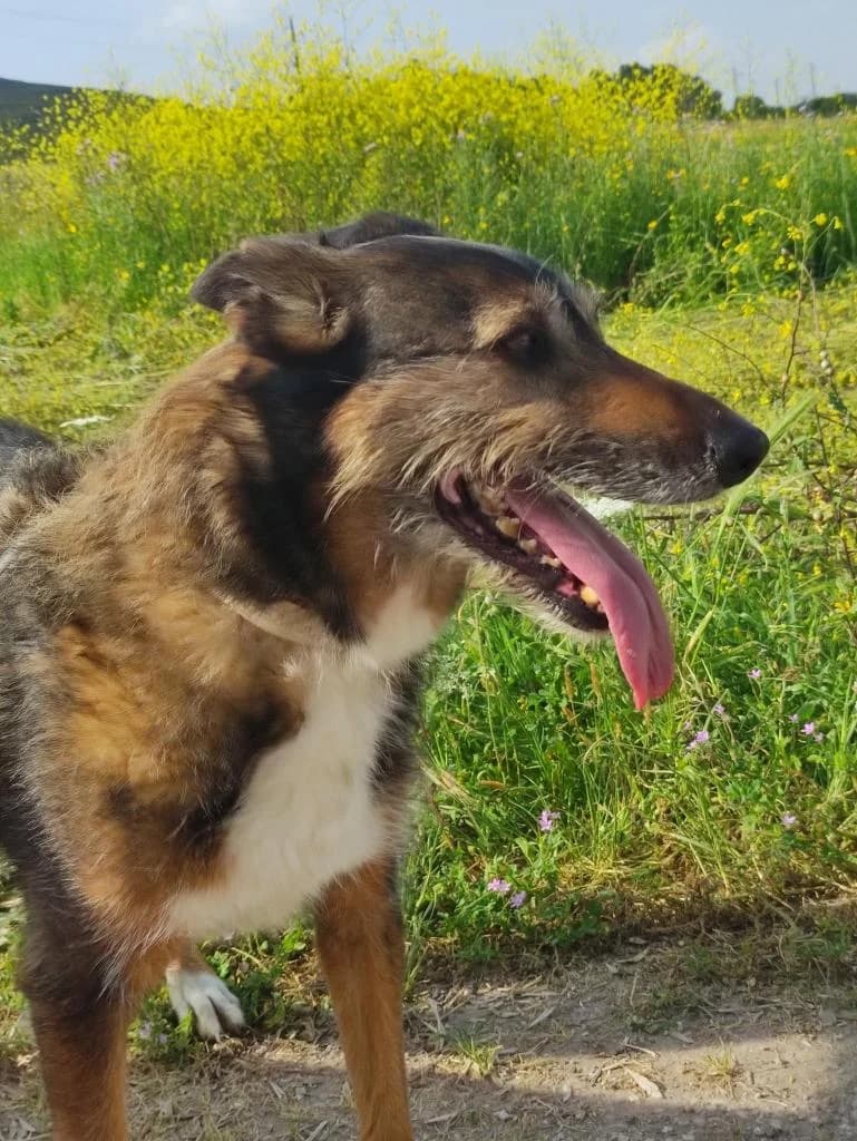 PETIFYC10341 photo 5