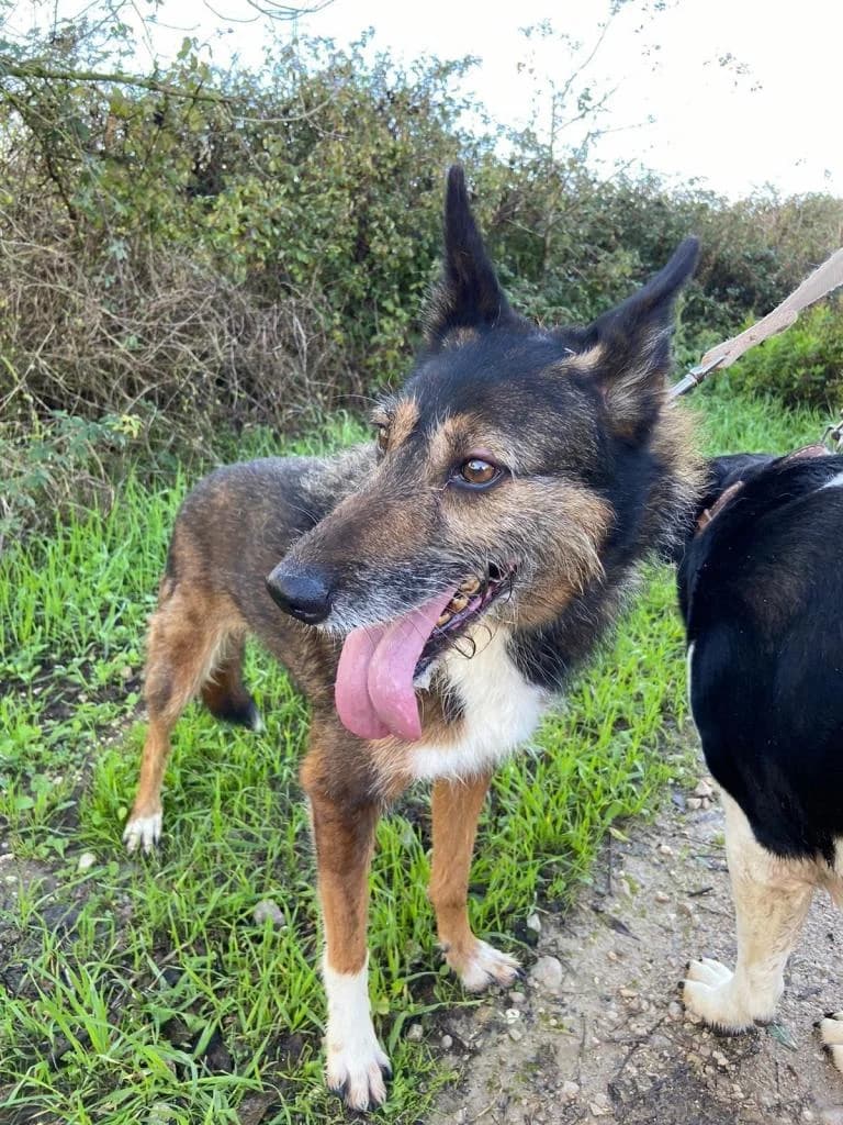 PETIFYC10341 photo 8