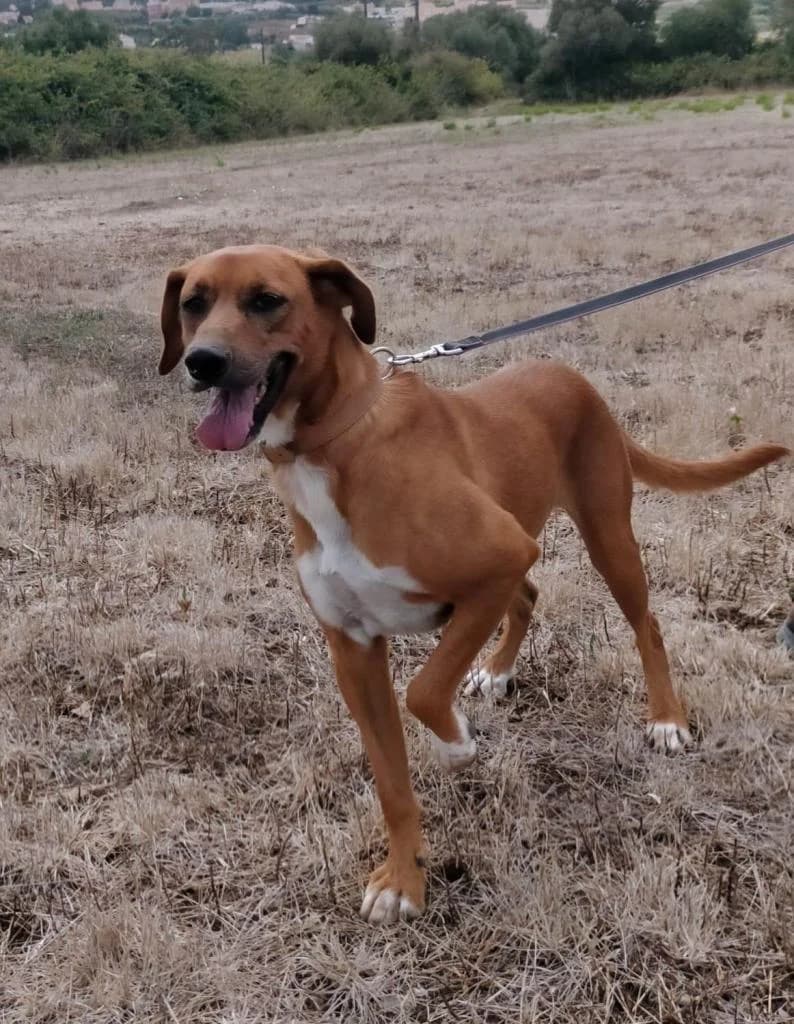 PETIFYC10342 photo 3