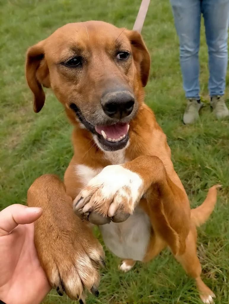 PETIFYC10342 photo 5