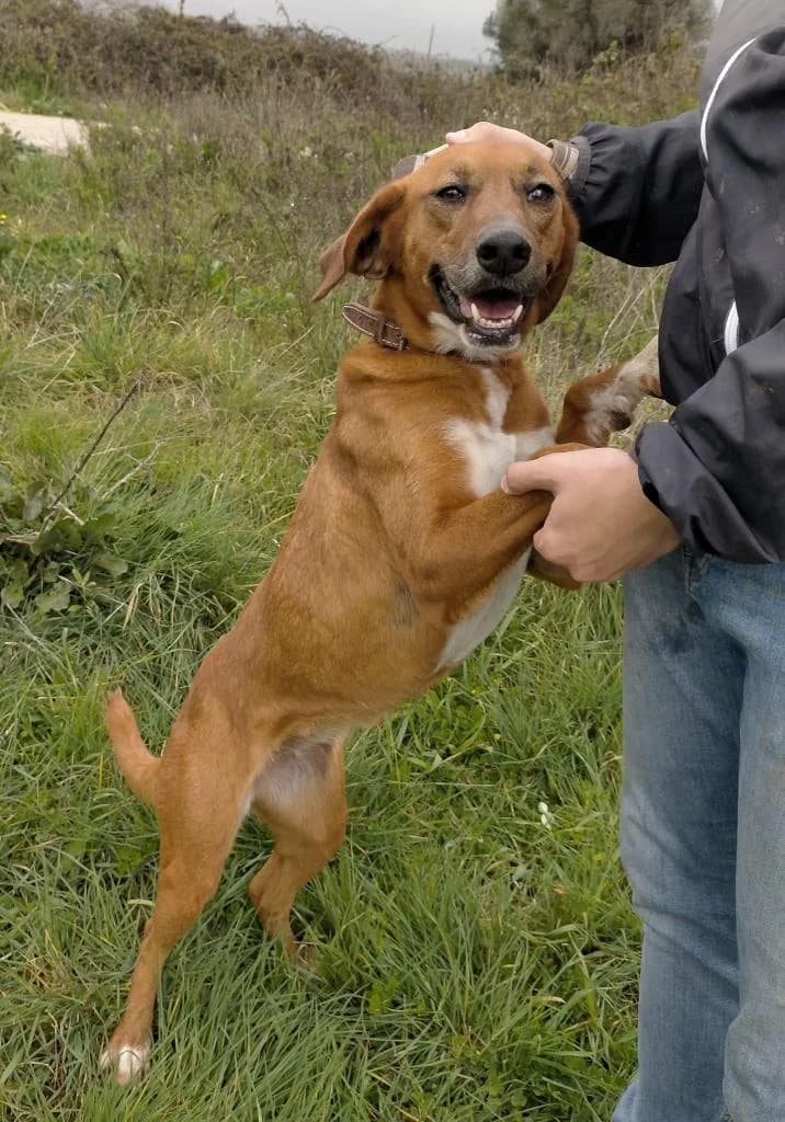 PETIFYC10342 photo 6