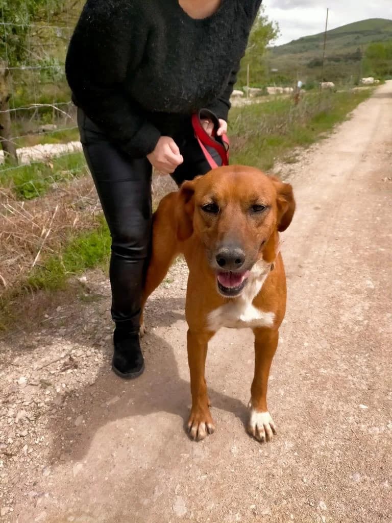 PETIFYC10342 photo 7