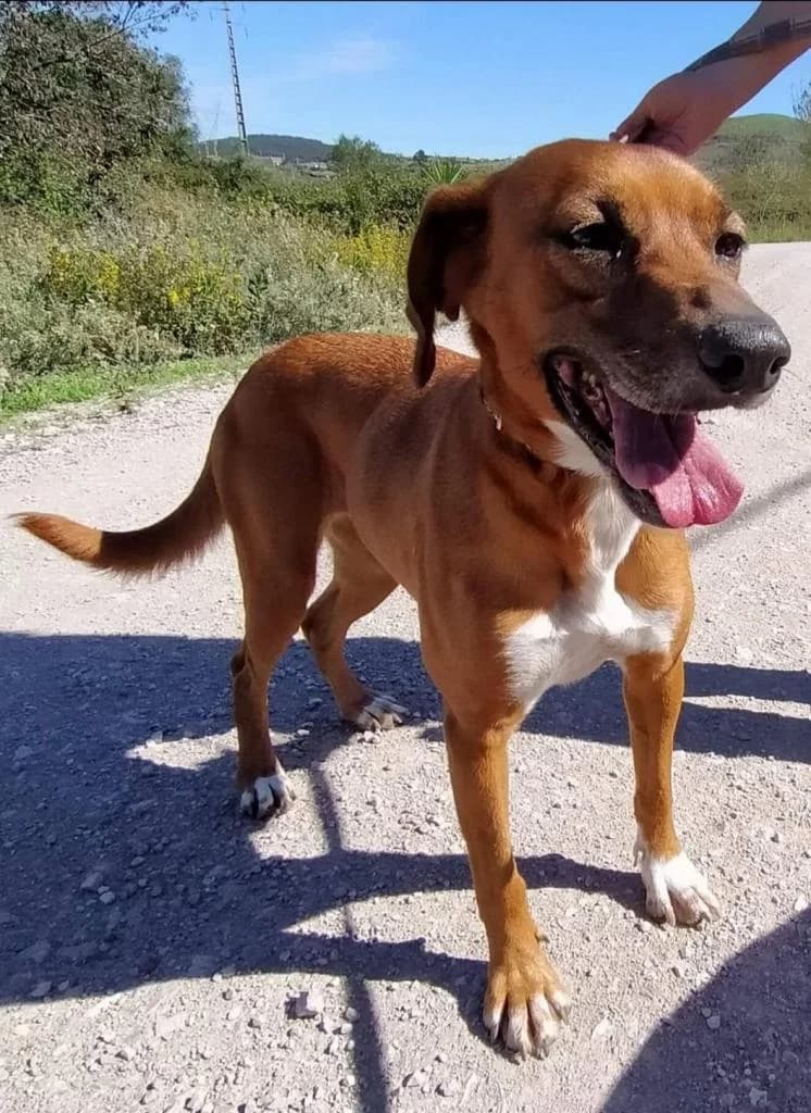 PETIFYC10342 photo 8