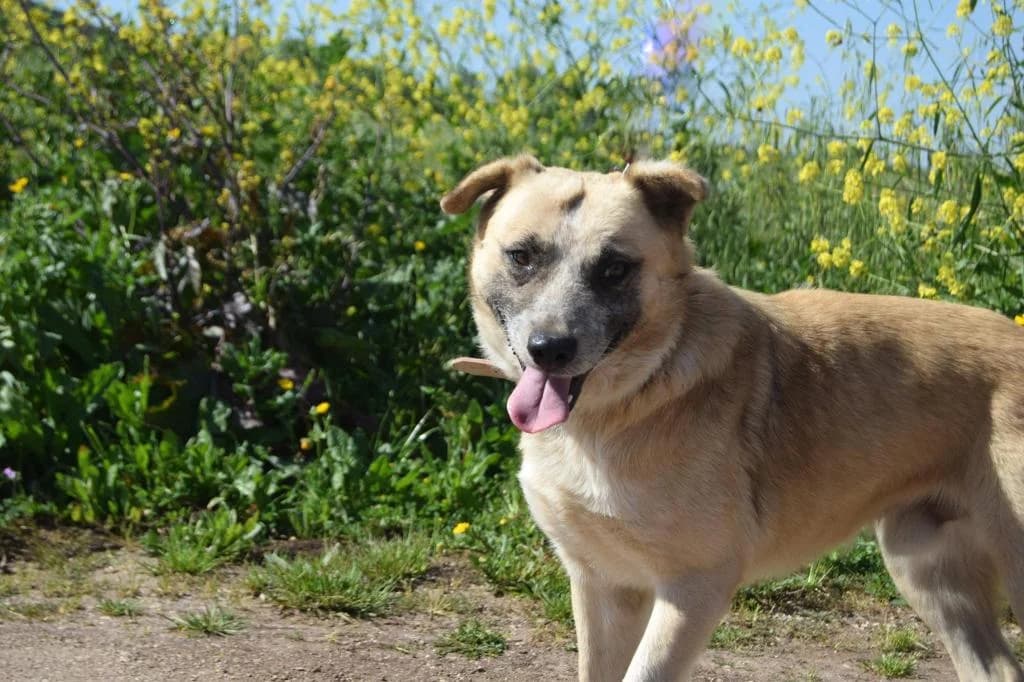 PETIFYC10343 photo 6