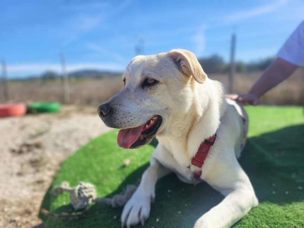 PETIFYC10344 photo 4