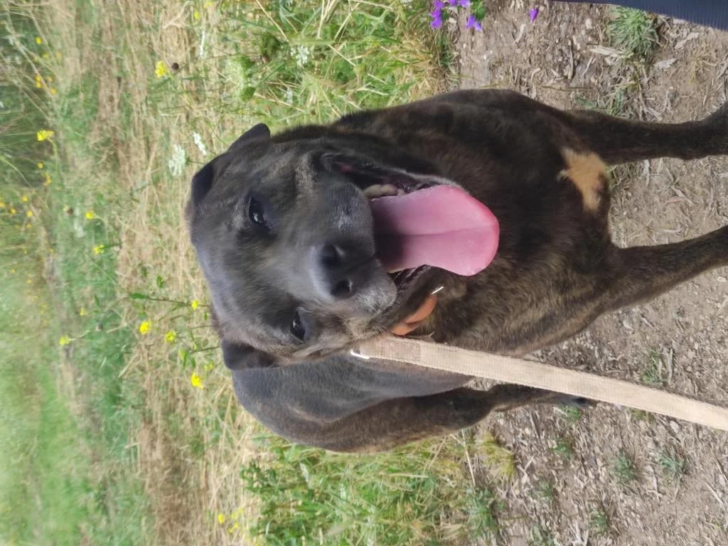 PETIFYC10345 photo 2