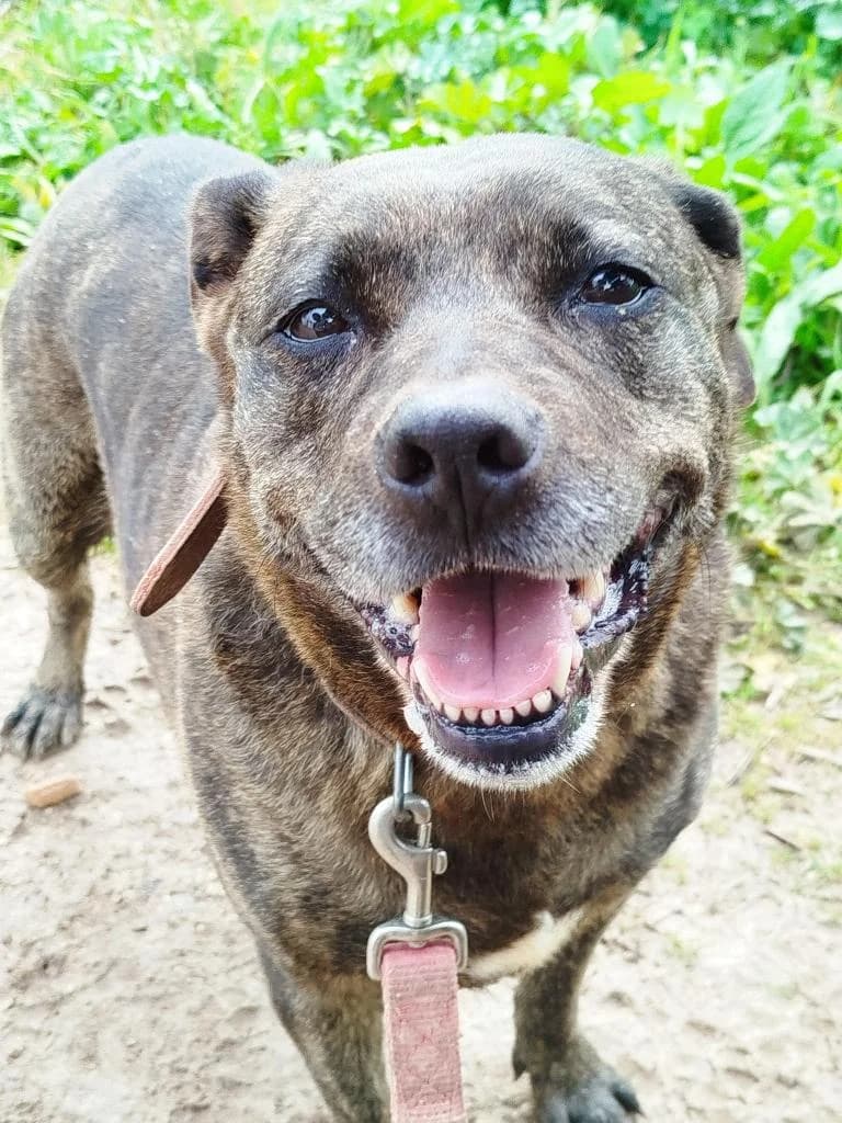 PETIFYC10345 photo 3