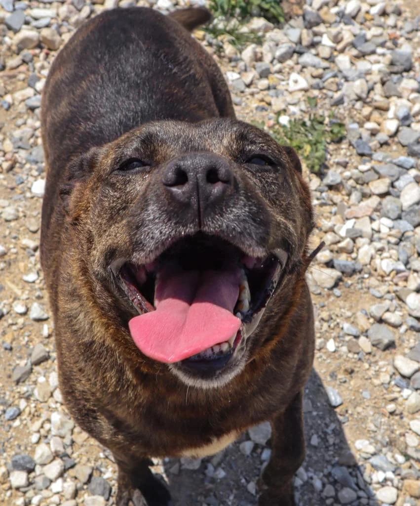 PETIFYC10345 photo 7