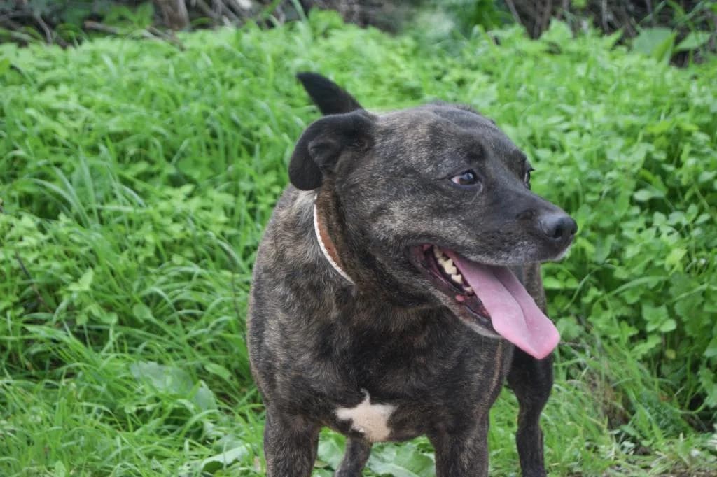 PETIFYC10345 photo 8