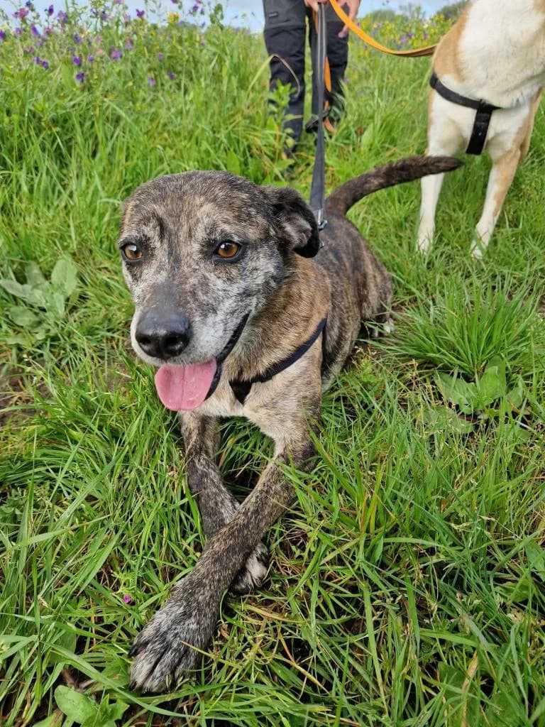 PETIFYC10346 photo 3