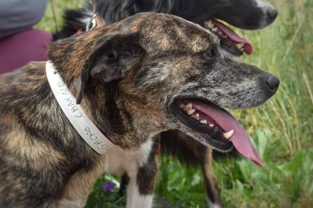 PETIFYC10346 photo 6