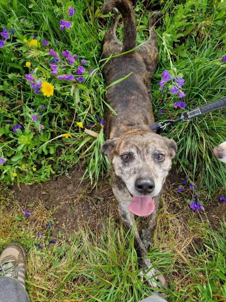 PETIFYC10346 photo 7