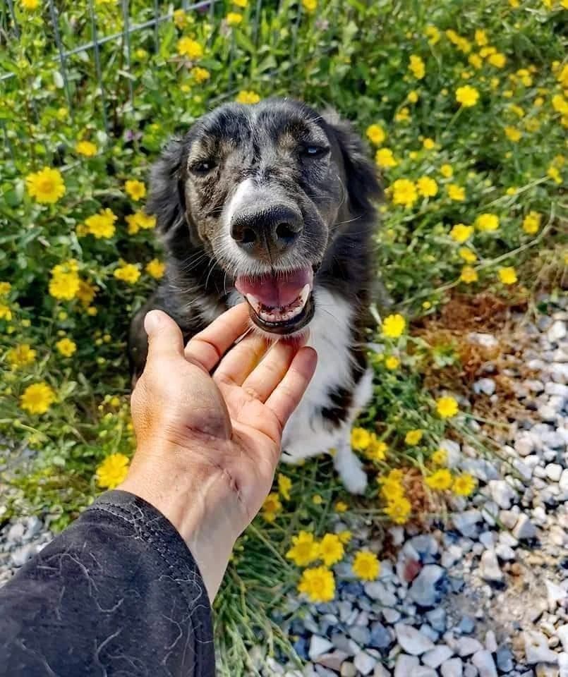 PETIFYC10347 photo 4