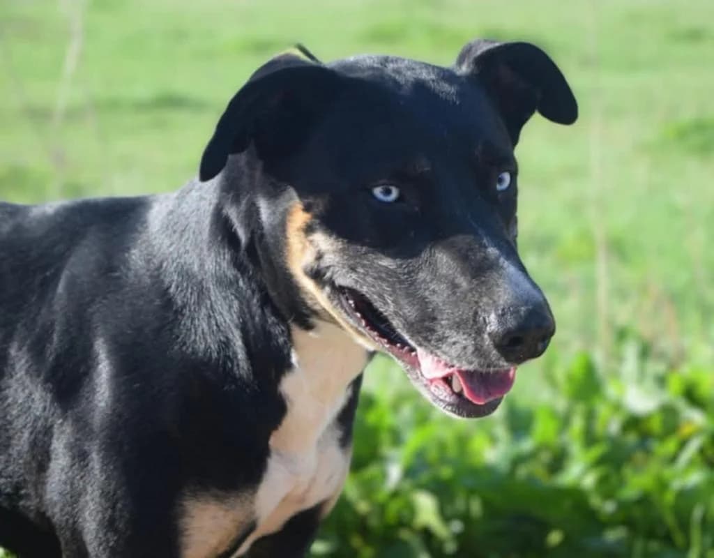 PETIFYC10348 photo 3