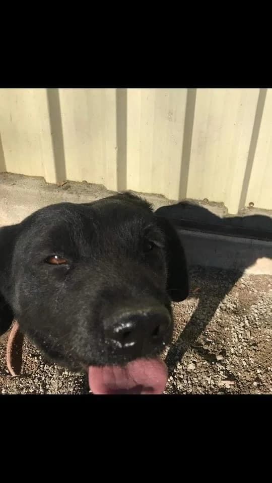 PETIFYC10348 photo 8