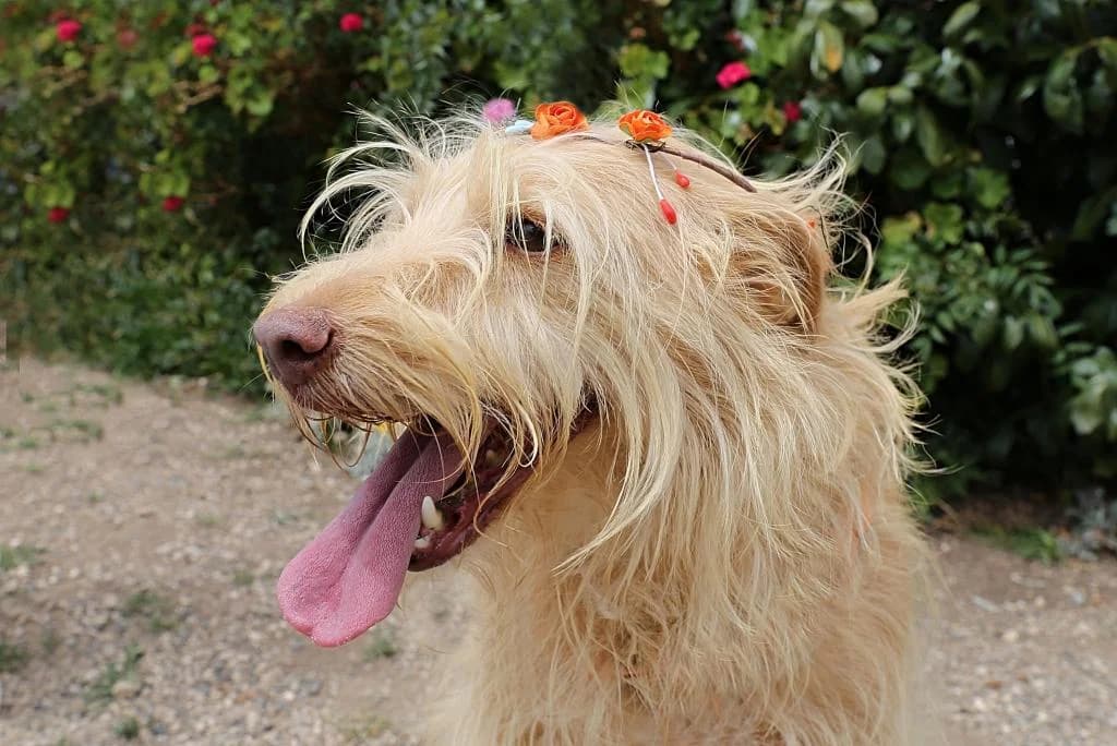 PETIFYC10351 photo 3