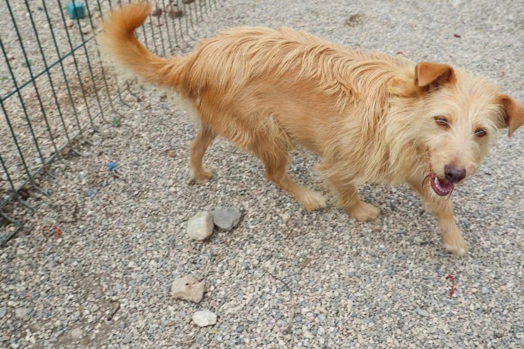 PETIFYC10351 photo 7