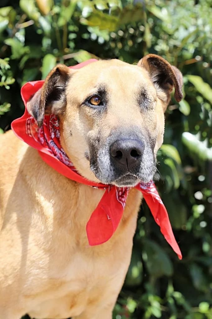 PETIFYC10352 photo 5