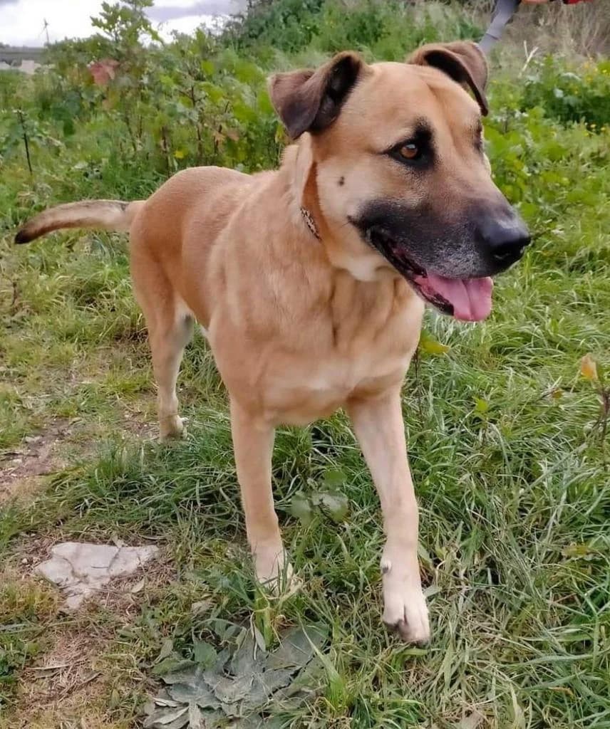 PETIFYC10352 photo 7