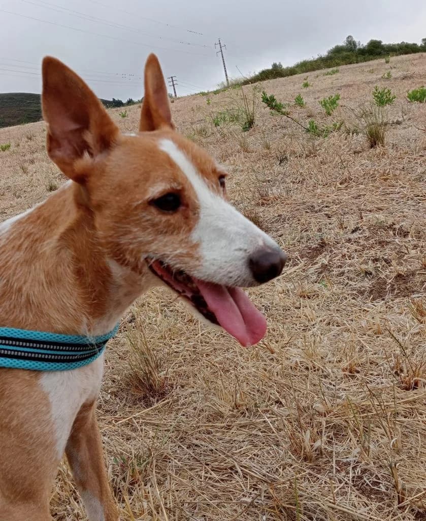 PETIFYC10353 photo 5