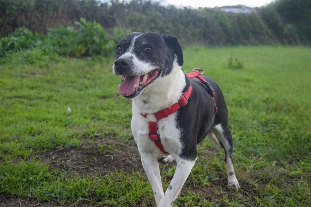 PETIFYC10354 photo 2