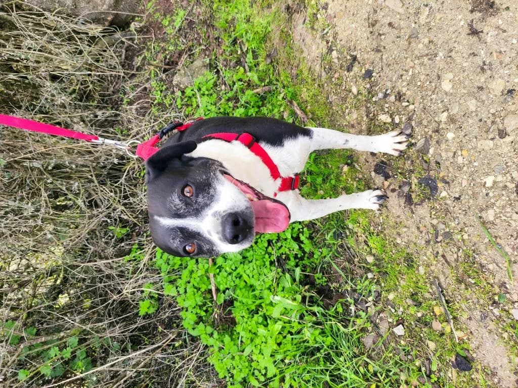 PETIFYC10354 photo 4