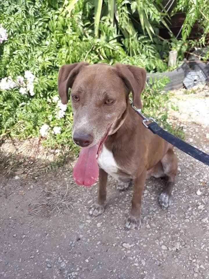 PETIFYC10355 photo 4