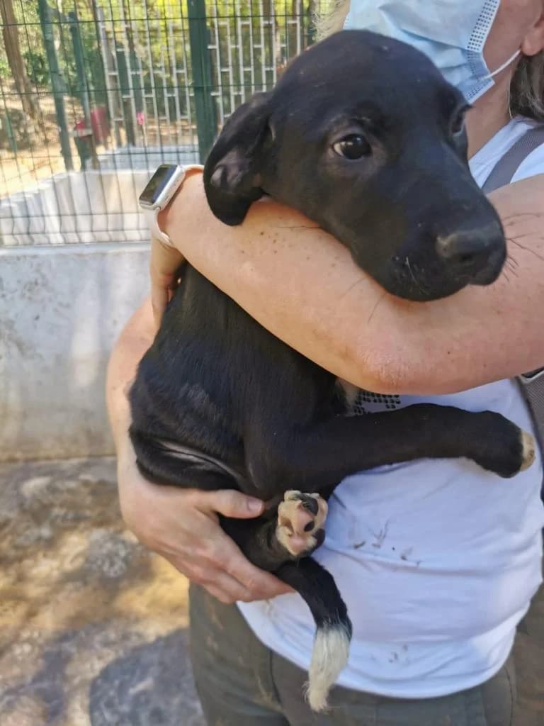 PETIFYC10355 photo 8