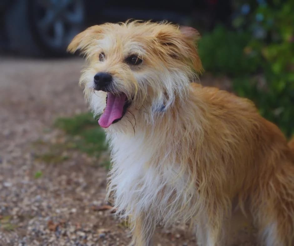 PETIFYC10357 photo 3