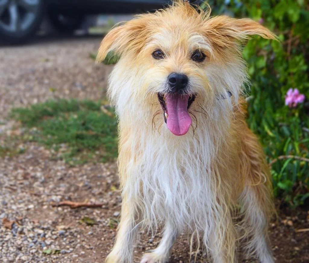 PETIFYC10357 photo 4