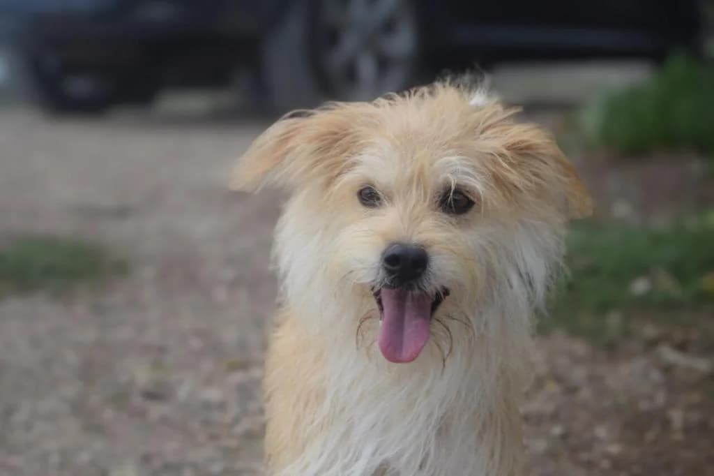 PETIFYC10357 photo 6